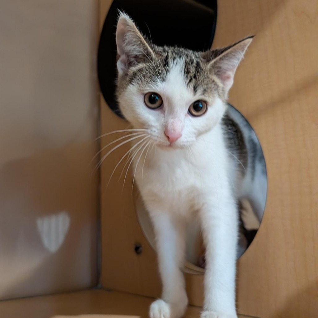 BLUE TOOTH EGG - Domestic Shorthair available for adoption