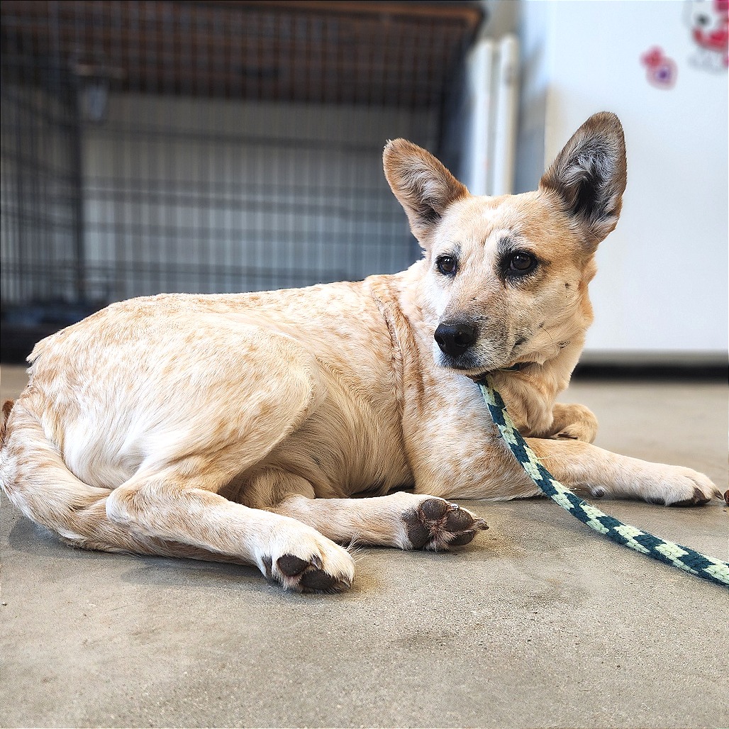 Brie — thumbnail 4