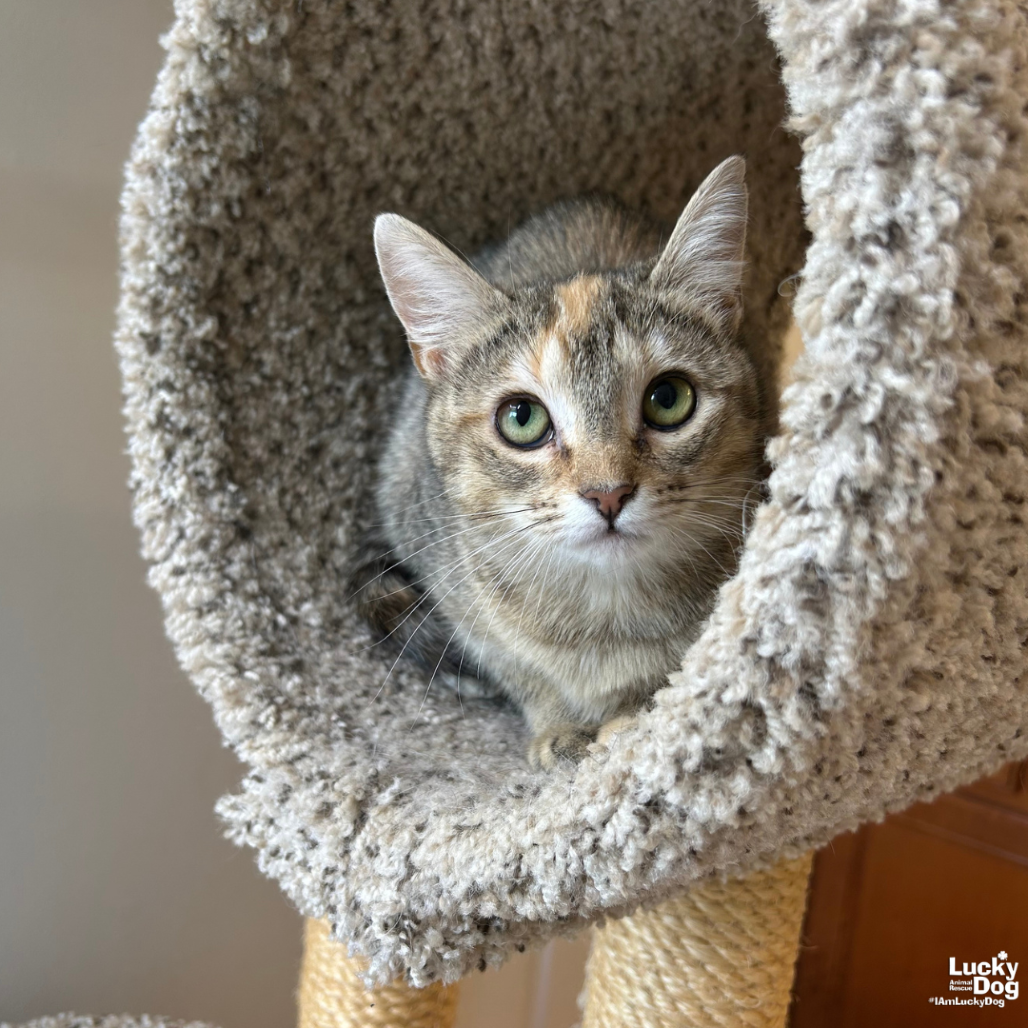JILL - Domestic Shorthair available for adoption