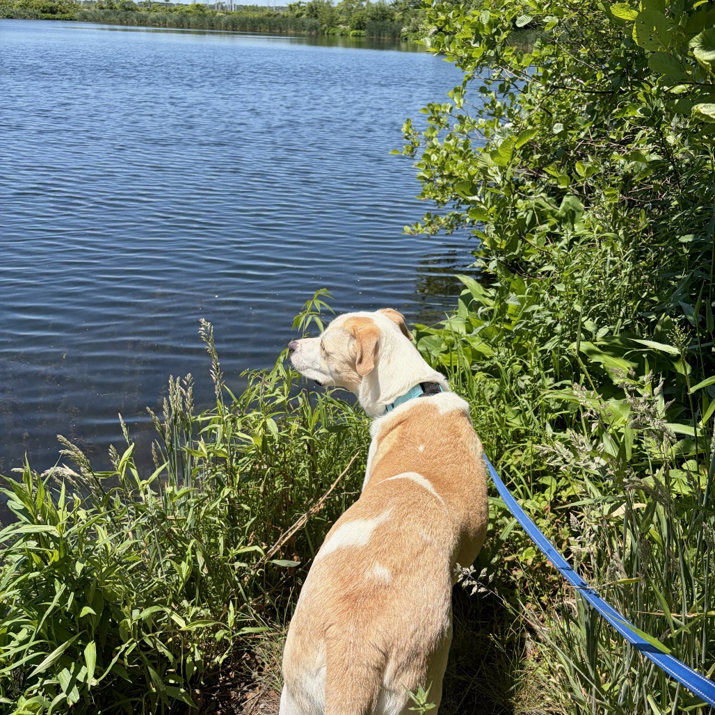 Bailey, photo 2