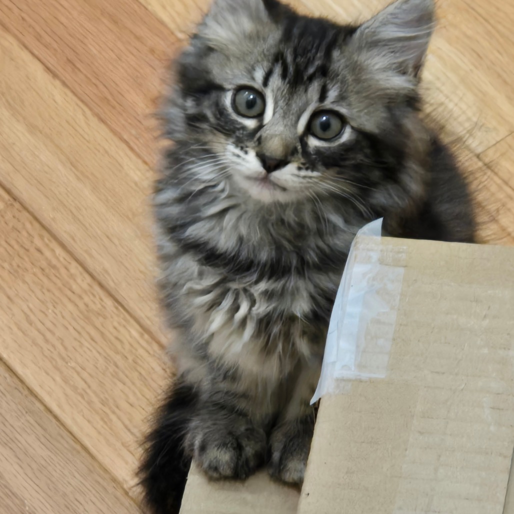 SPIDERMAN - Domestic Longhair available for adoption