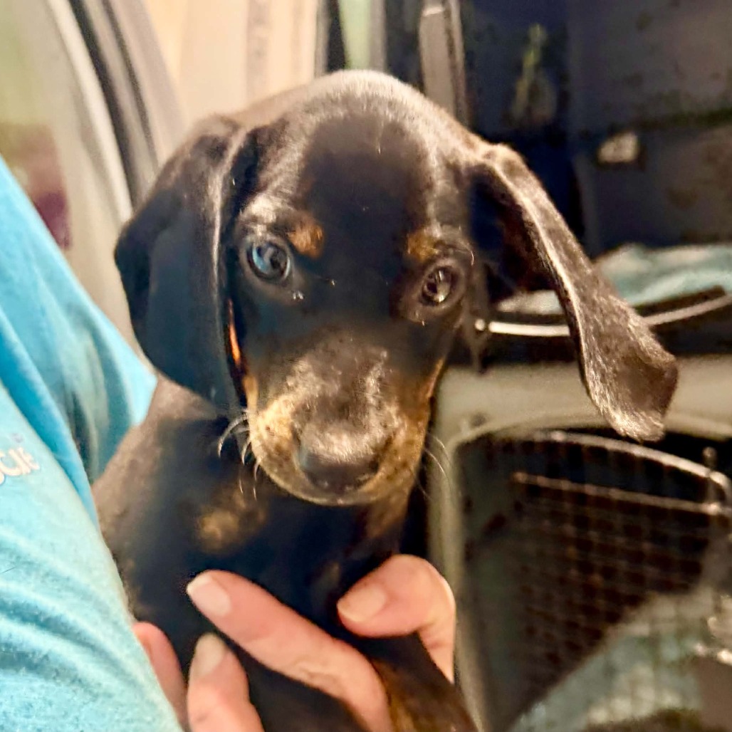 BAMBI (AG26-161) - Dachshund / Beagle available for adoption