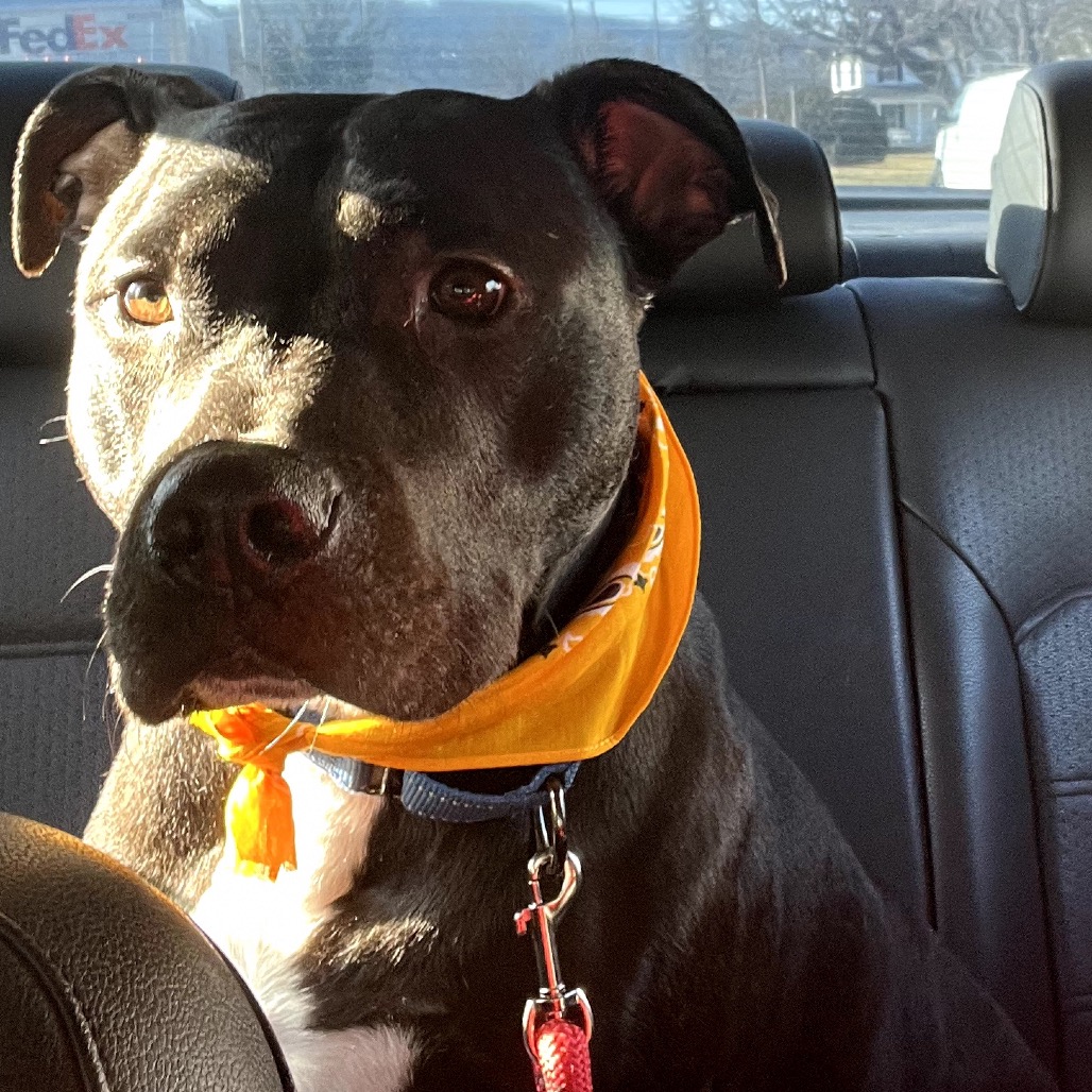 Bowser, photo 28