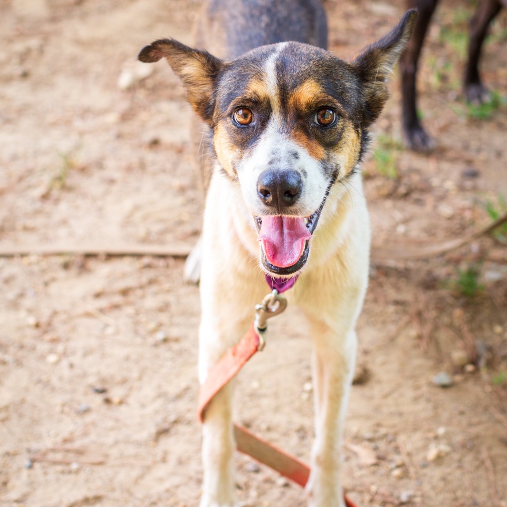 CARLY BETH - Shepherd, German / Collie available for adoption
