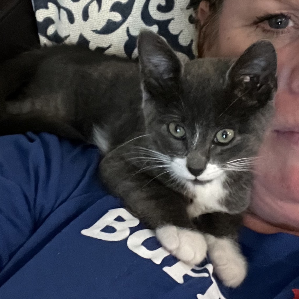 HERSHEY - Domestic Shorthair available for adoption