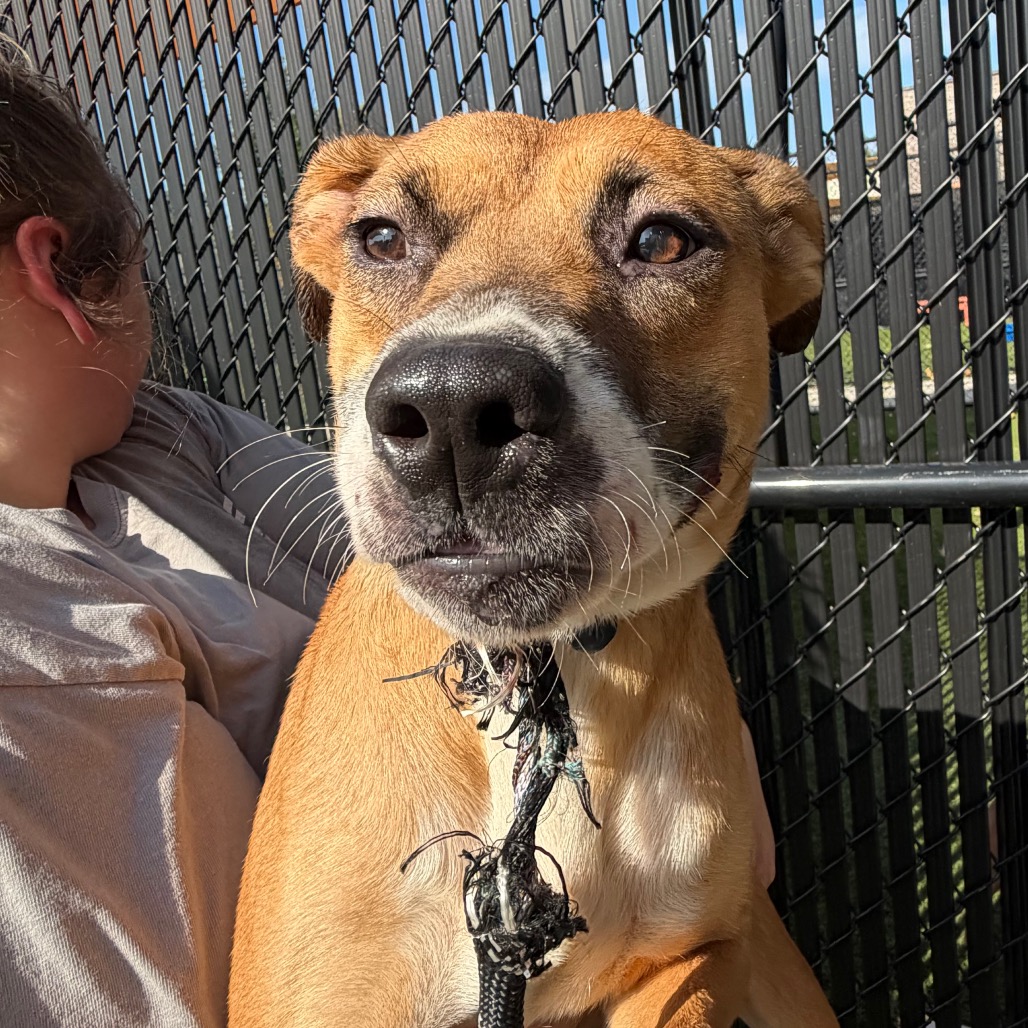ALMA - Mixed Breed (Medium) available for adoption