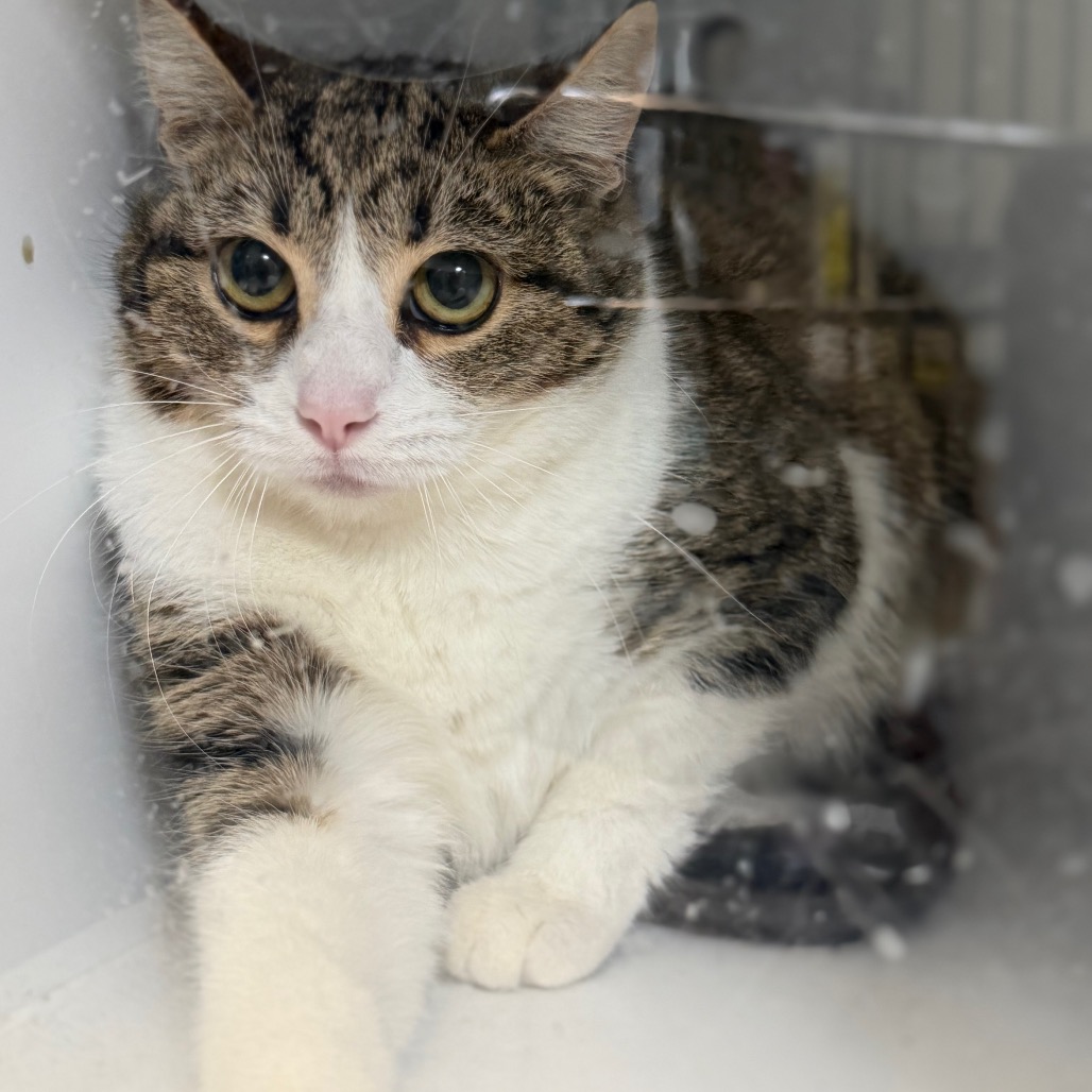 C#20's preview photo