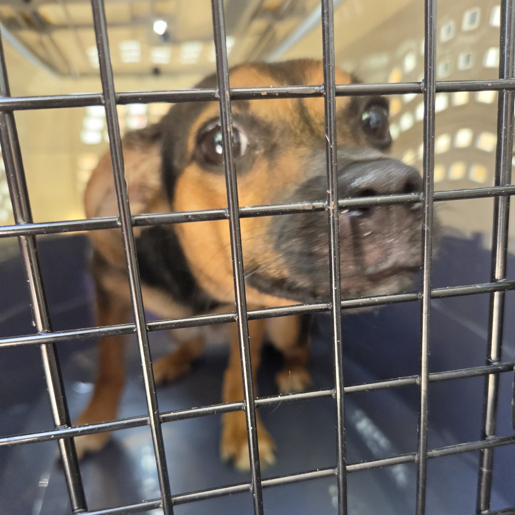 Mixed Breed