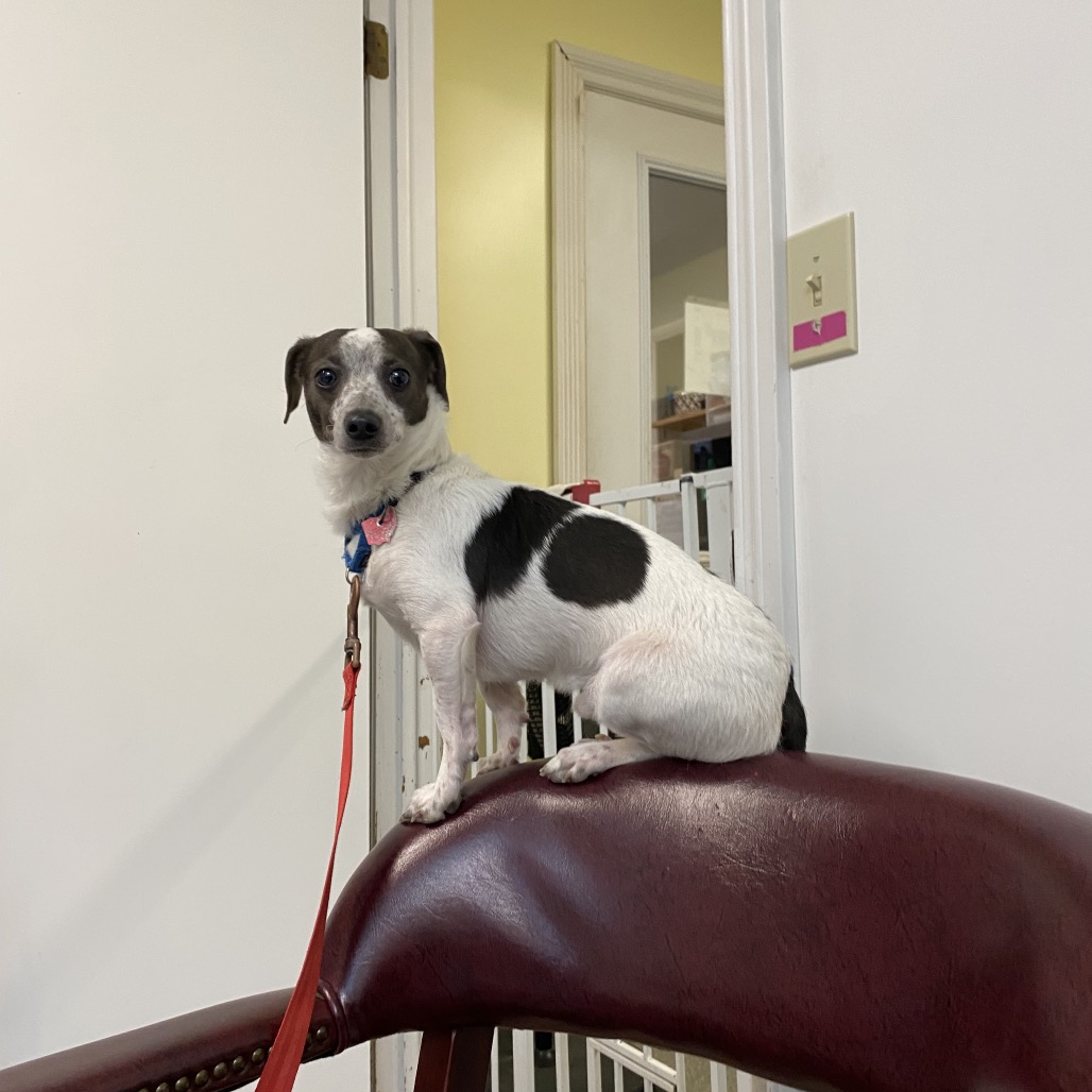Lucky is available for adoption at Humane Society of Delaware County