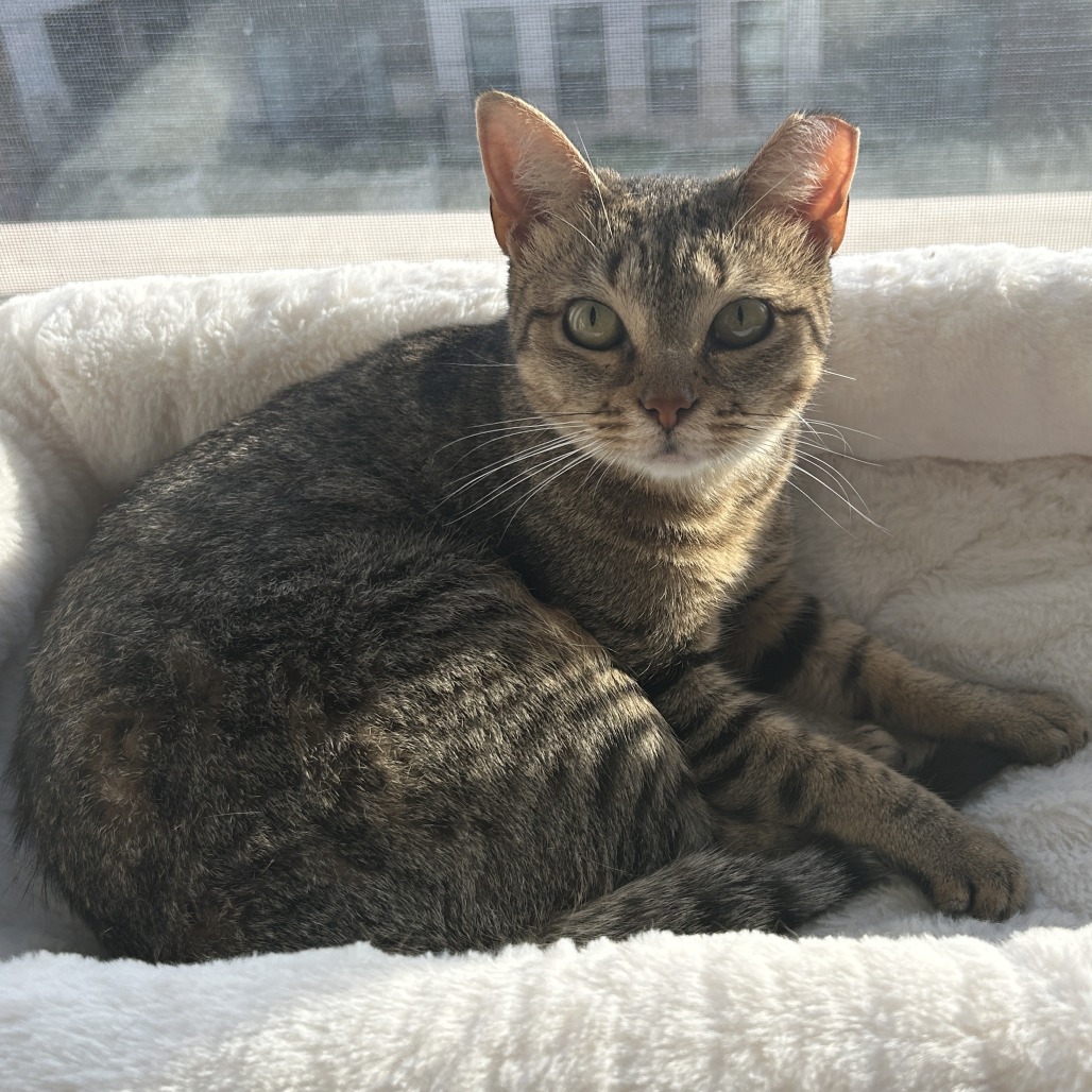 Bella