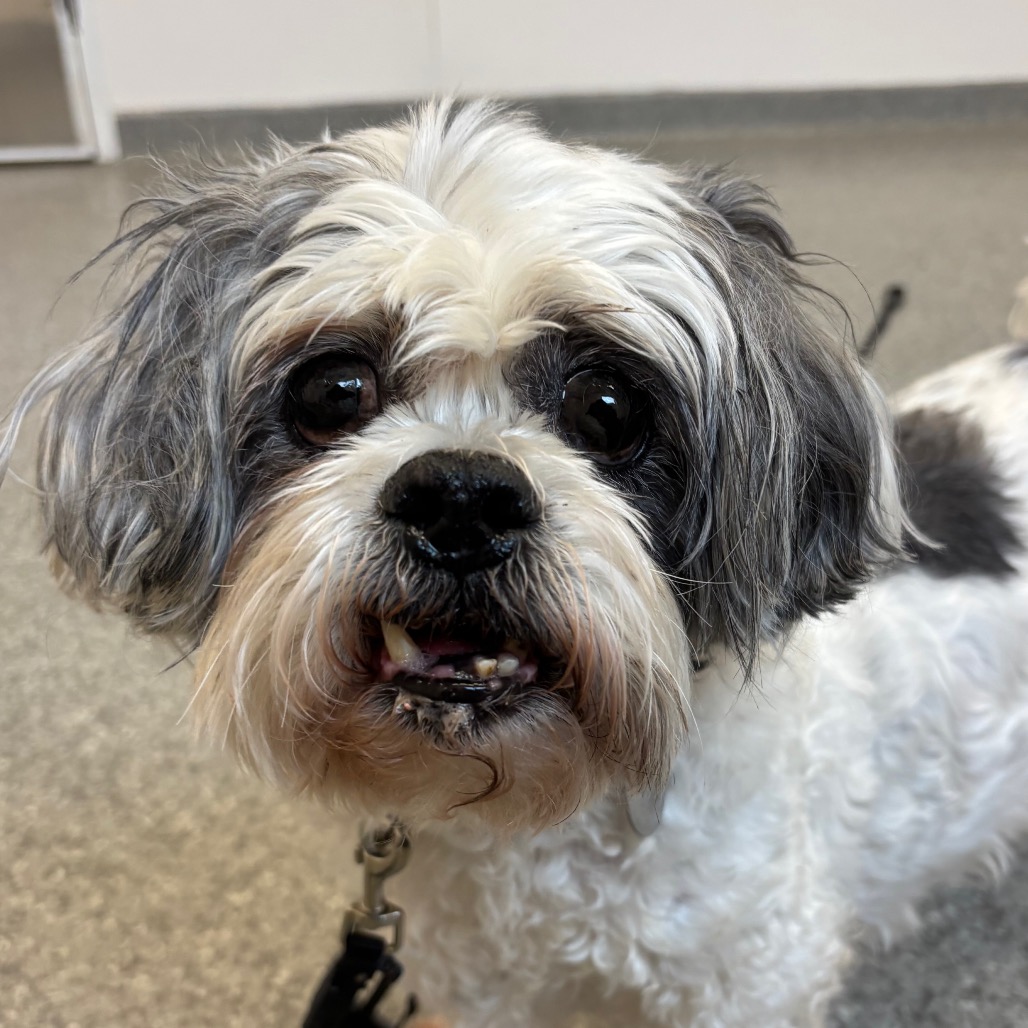 Frankie (PAWS Alumni Name: Brent) — thumbnail 3