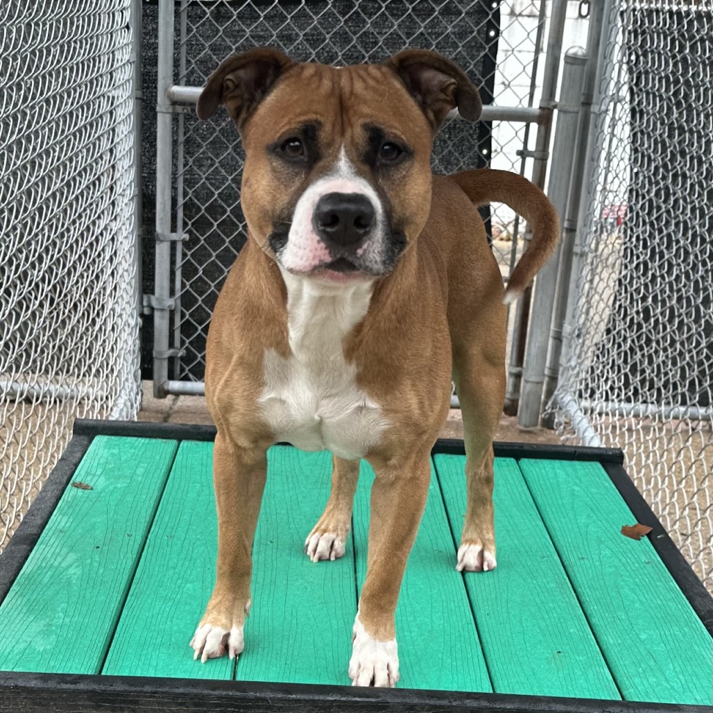 Gingerbread — thumbnail 3