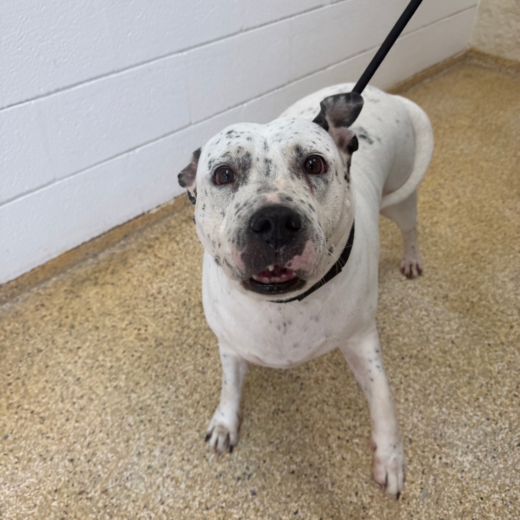 LUCY - Dalmatian available for adoption