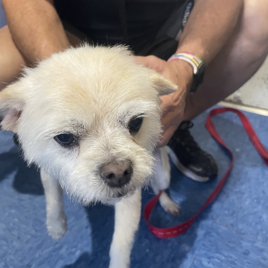 Cooper Bonded with Sam