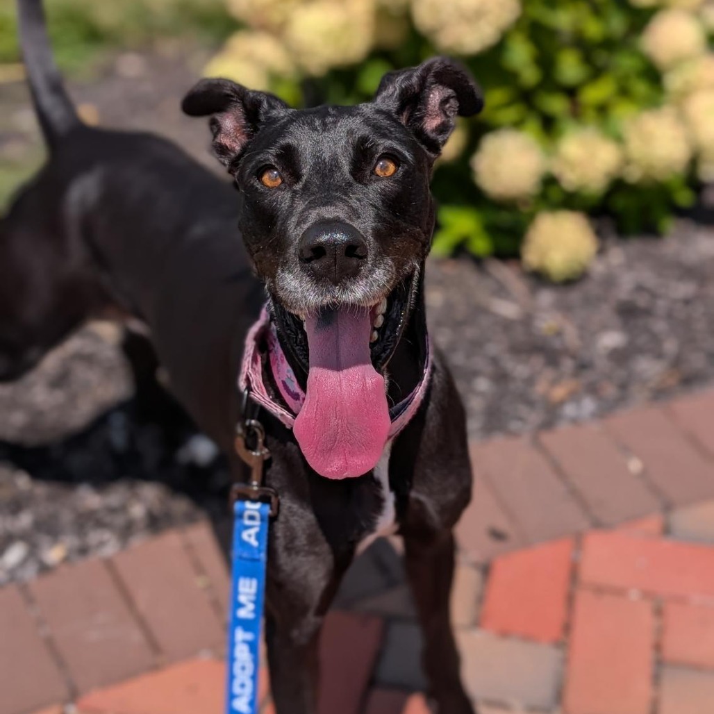 SHAZA - Mixed Breed (Medium) available for adoption