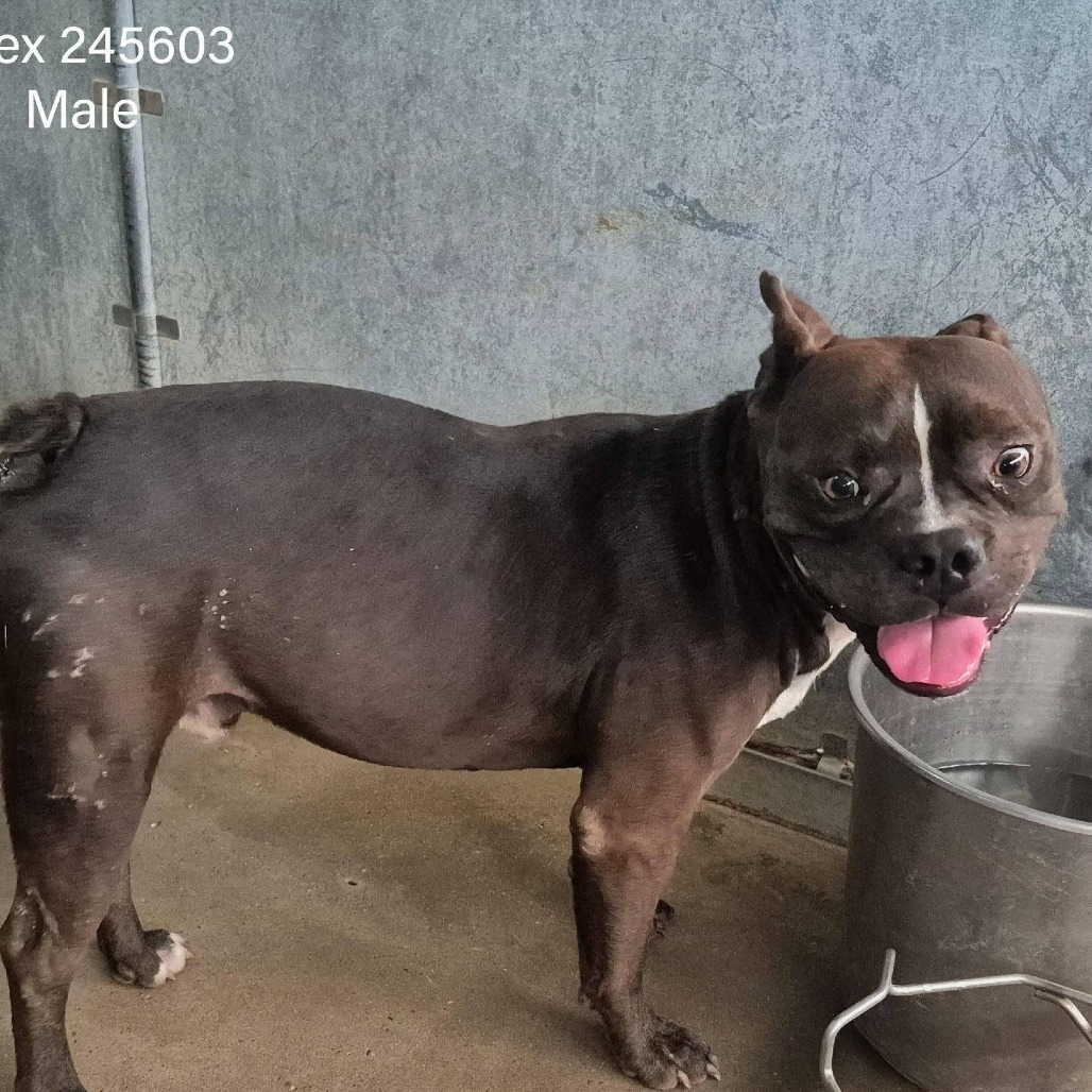 T-REX - Bulldog, French / Terrier, Pit Bull available for adoption
