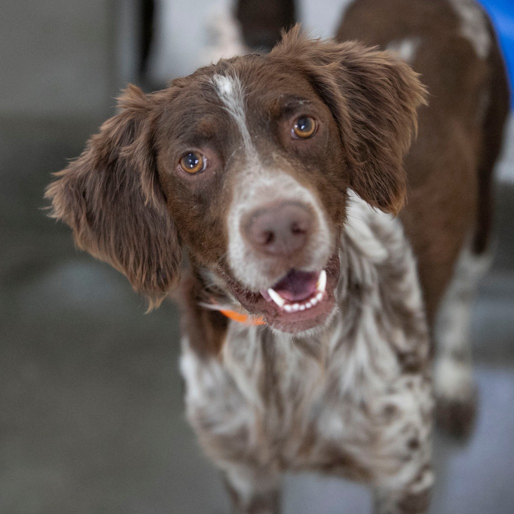 MACK (S26-04) - Setter / English available for adoption