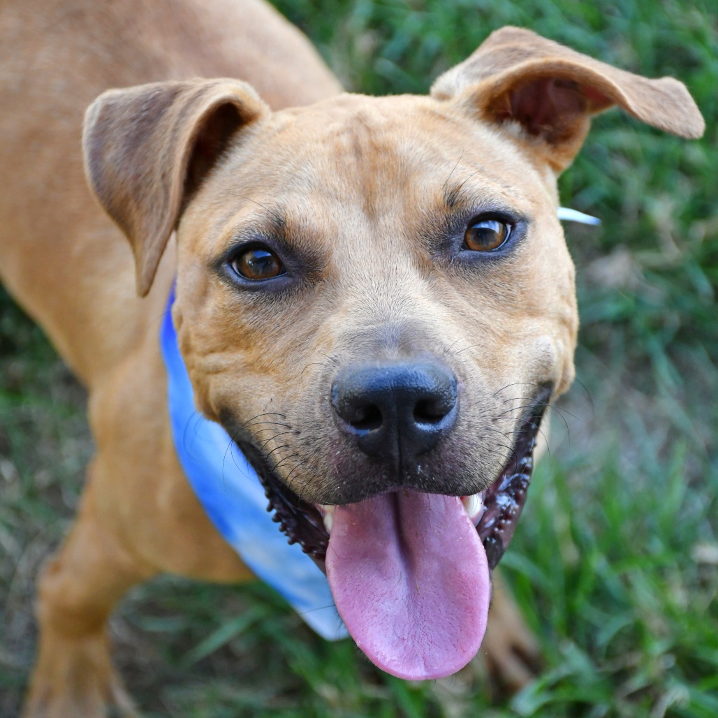 ORZO - Terrier / Pit Bull available for adoption
