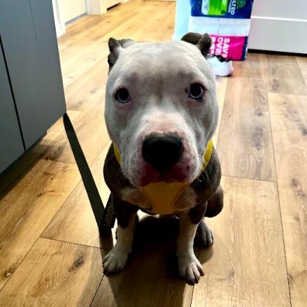 Rishu — thumbnail 5