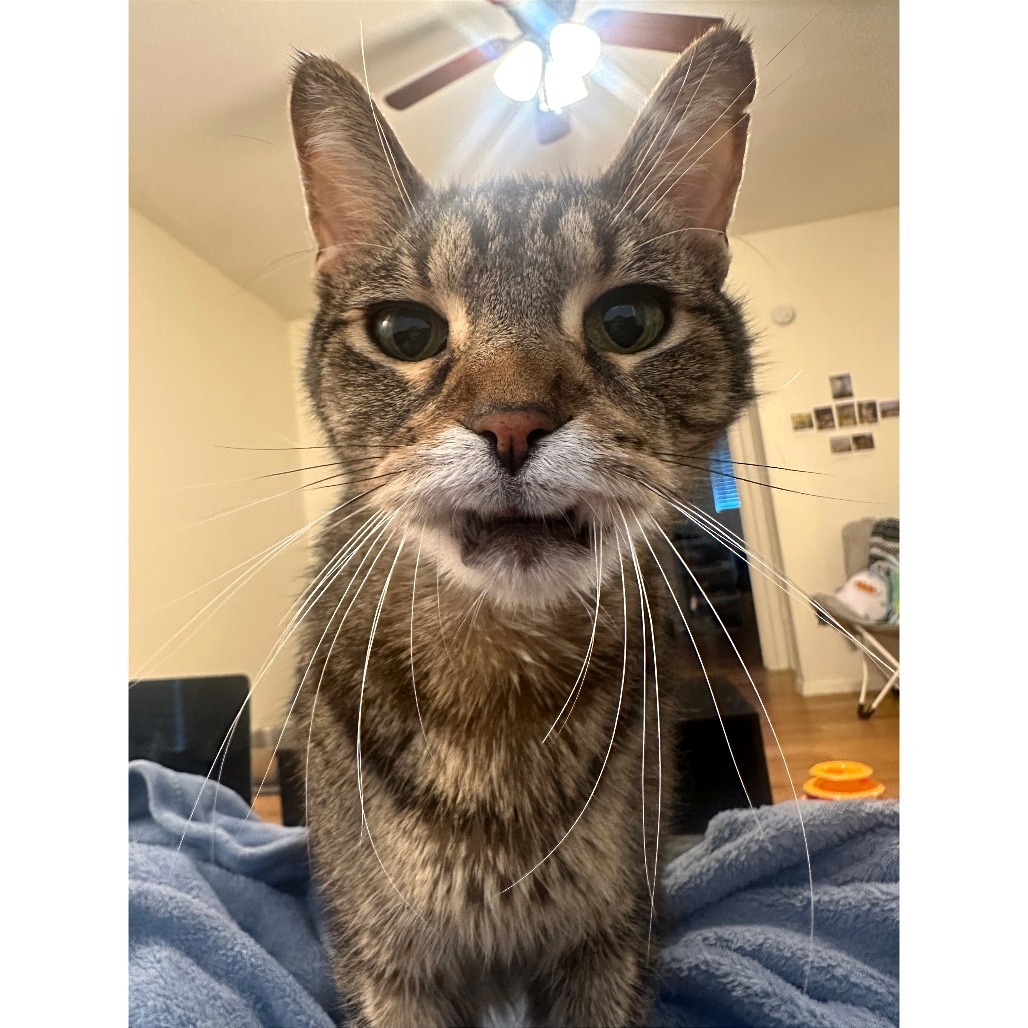 Mosey — thumbnail 7