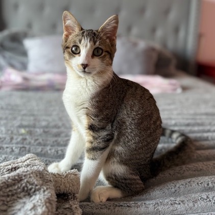 LEILA - Domestic Shorthair for adoption in Silver Spring