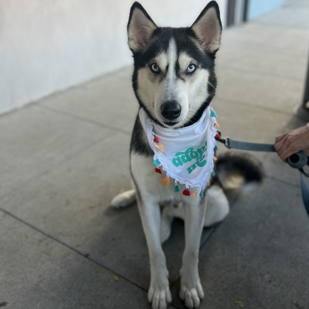 OAKLEY, photo 7