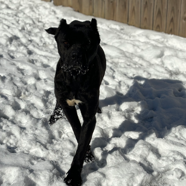 Rhea — thumbnail 3