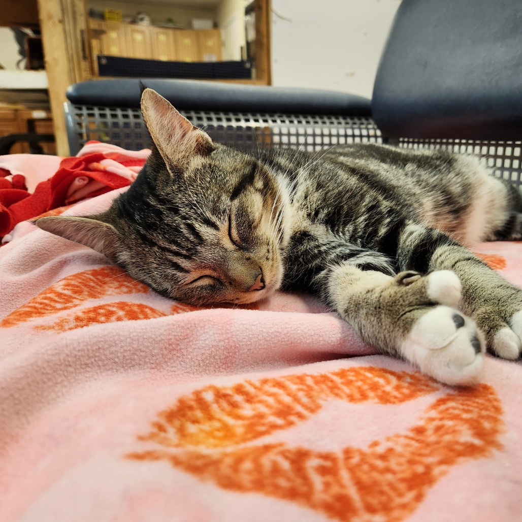 Mateo — thumbnail 4