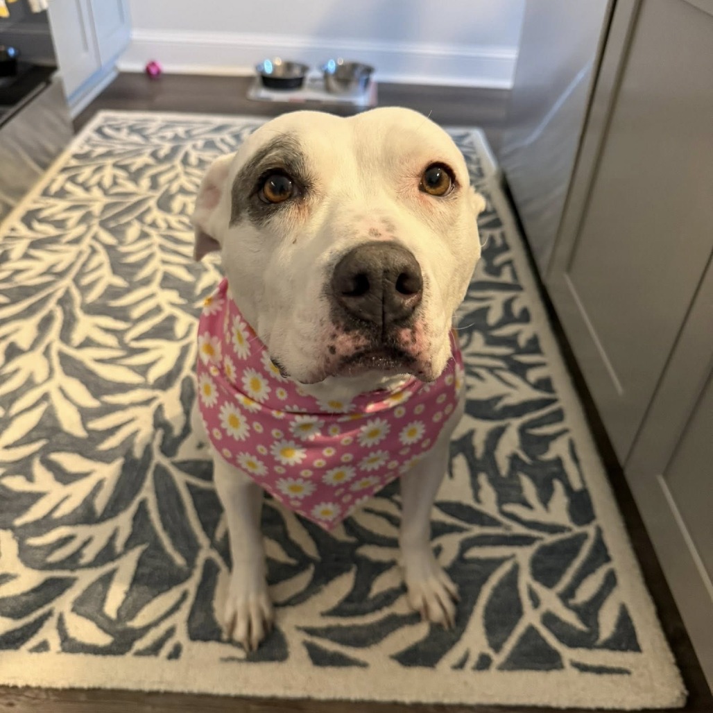 Ellie Pink is available for adoption at Renegade Paws Rescue