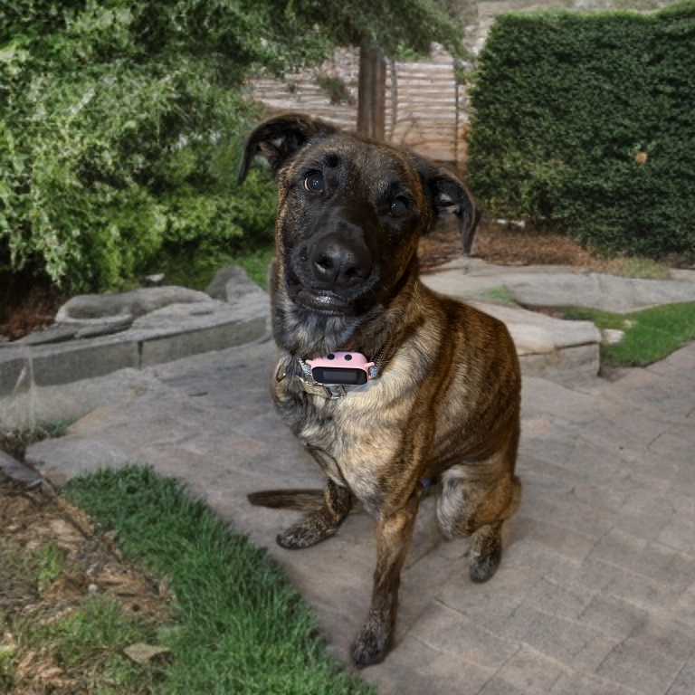 Roxy, a 2 yr 2 mo Female Shepherd, Dutch/Malinois, Belgian available for adoption through Lost & Found