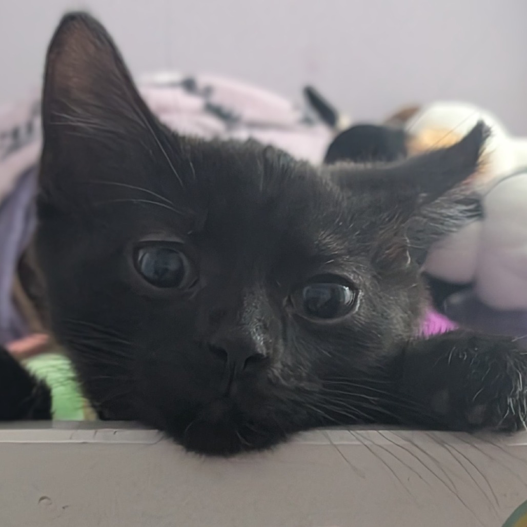 Luigi, photo 6