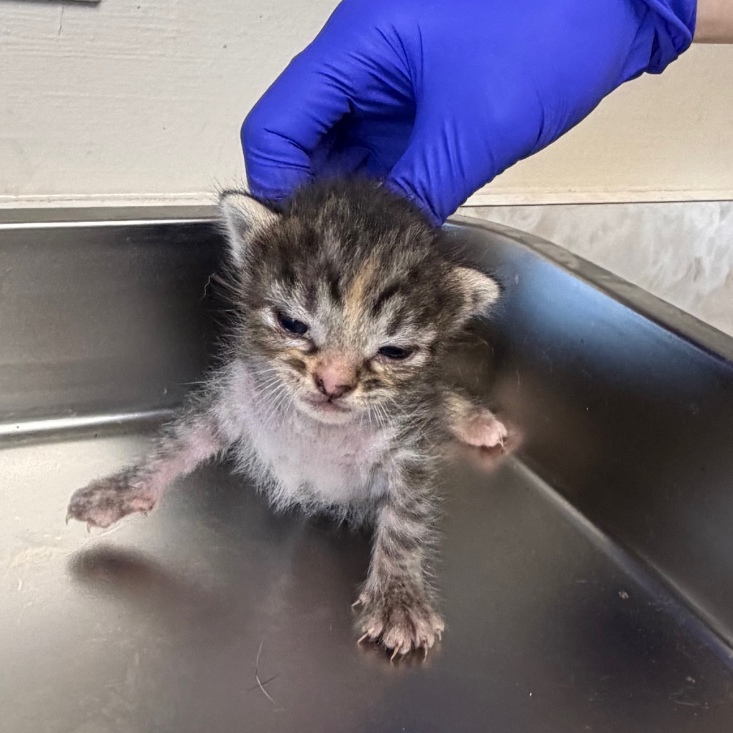 Tusc Stray 83596 2 3 4