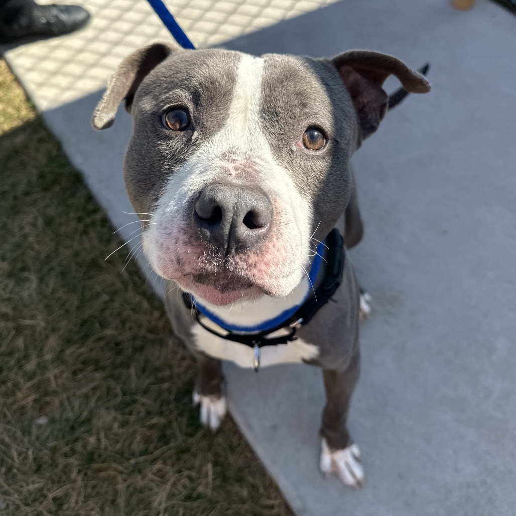 Nino — thumbnail 3