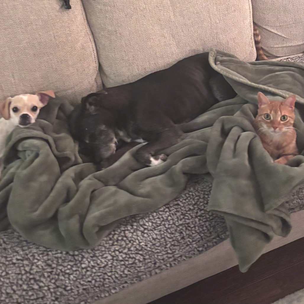 Corona — thumbnail 4