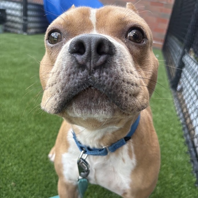 Photo of DOG 3