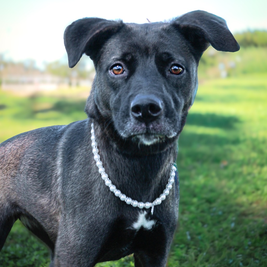 Paisley, an adoptable dog at SPCA-BC