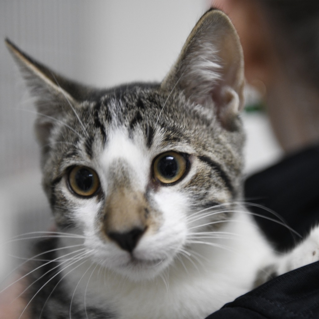 Akamu - Domestic Shorthair