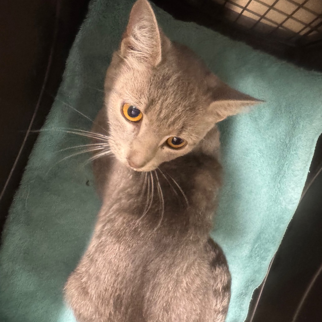 e51f21a31442a18c8646ff8e402bc047