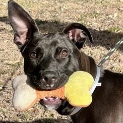 FRENKIE - Retriever, Labrador / Mix available for adoption