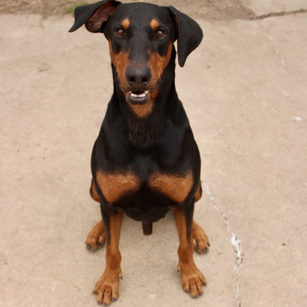 Thor photo 27