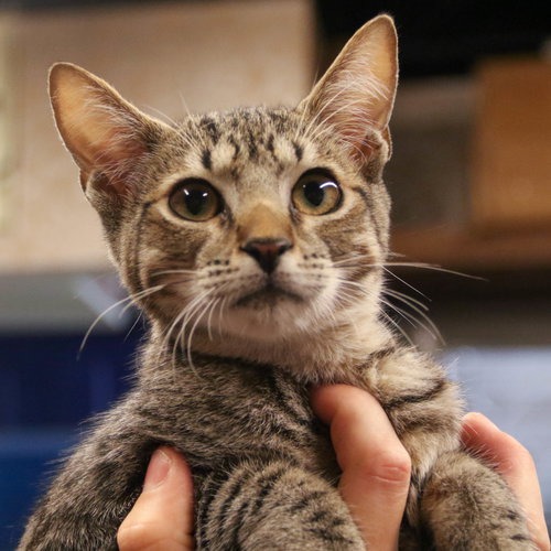 XION - Domestic Shorthair available for adoption