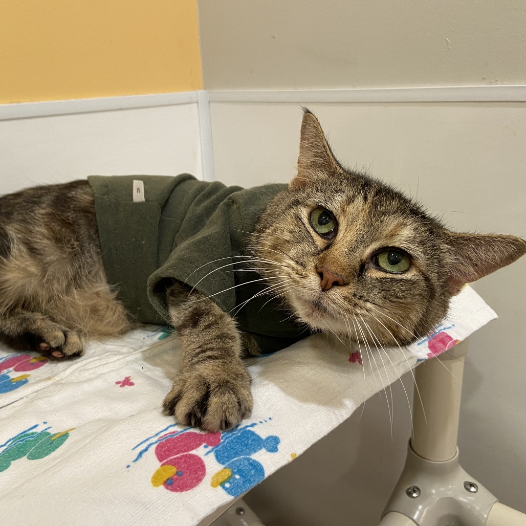 MUNCHIE - Domestic Shorthair available for adoption
