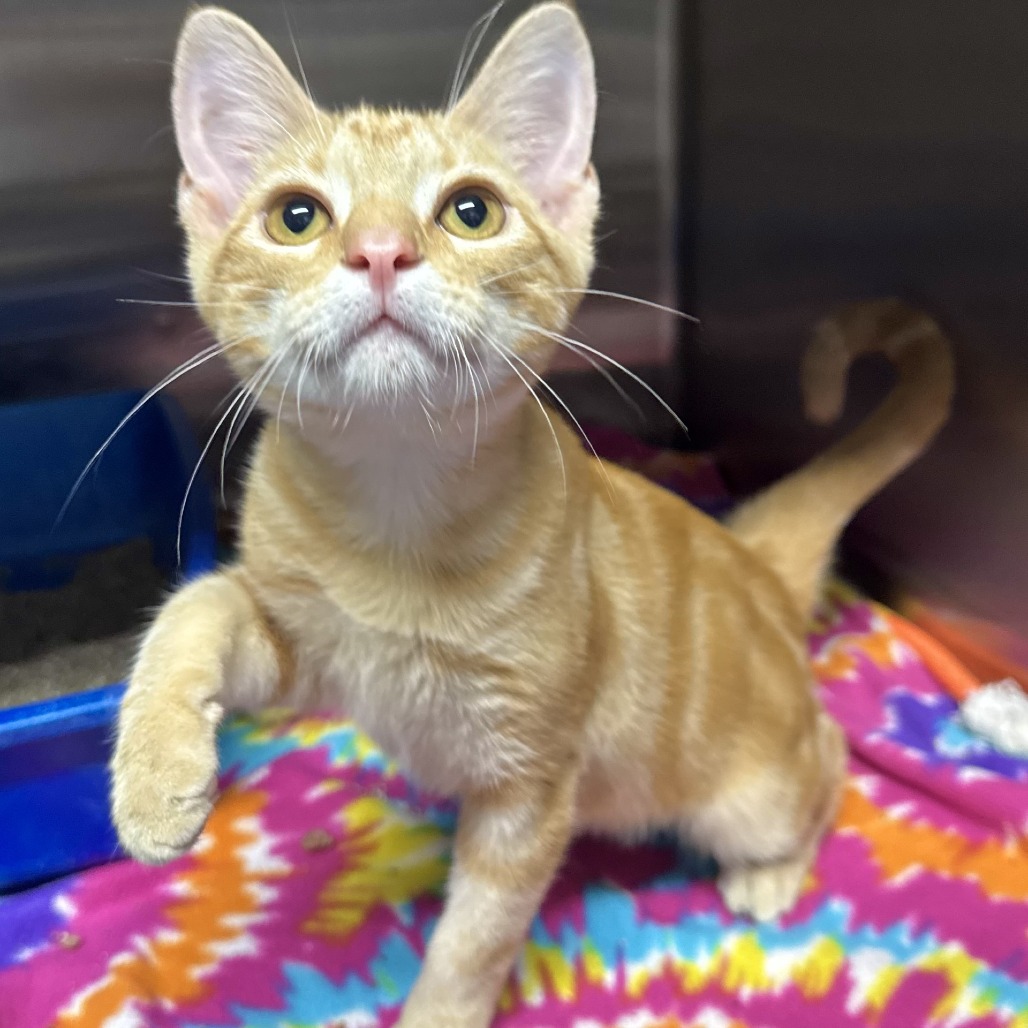 BOOM BOX - Domestic Shorthair available for adoption