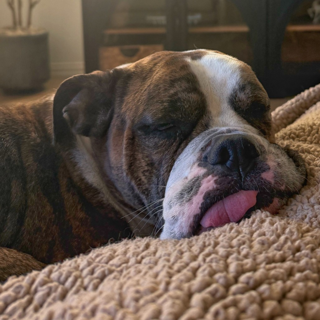 Dottie, photo 6