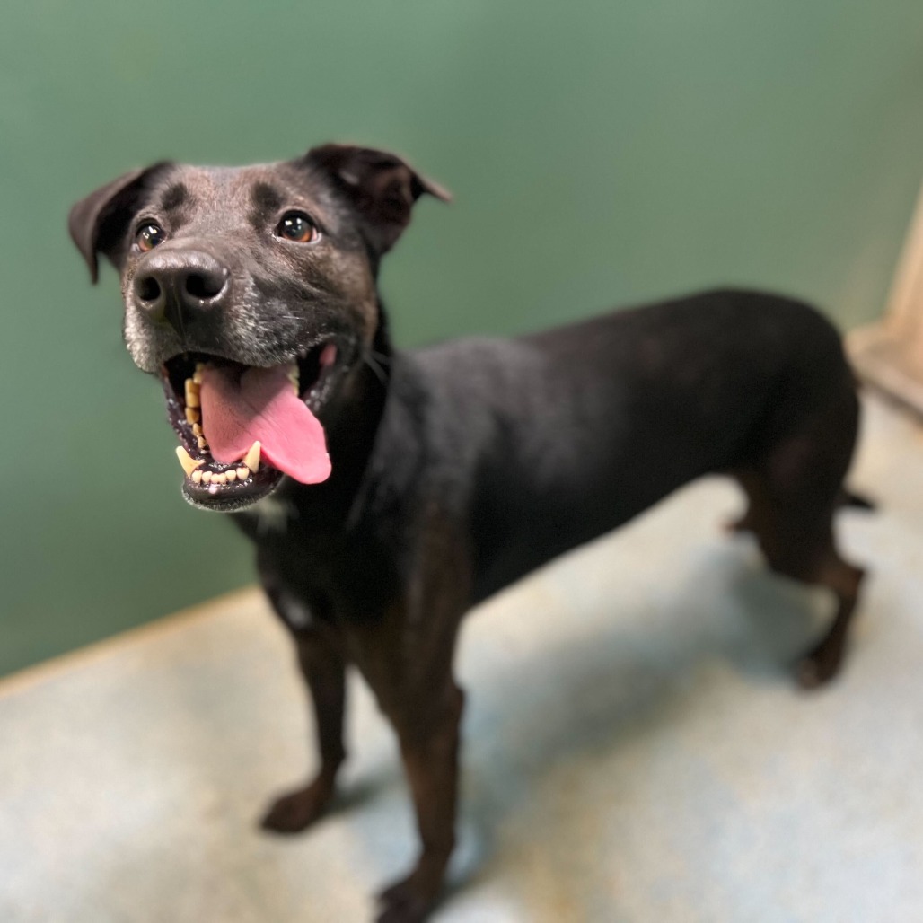 WALLACE - Shepherd for adoption in Edinburg