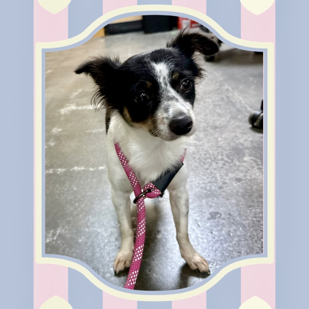 Ava Jane 09-2315, photo 2