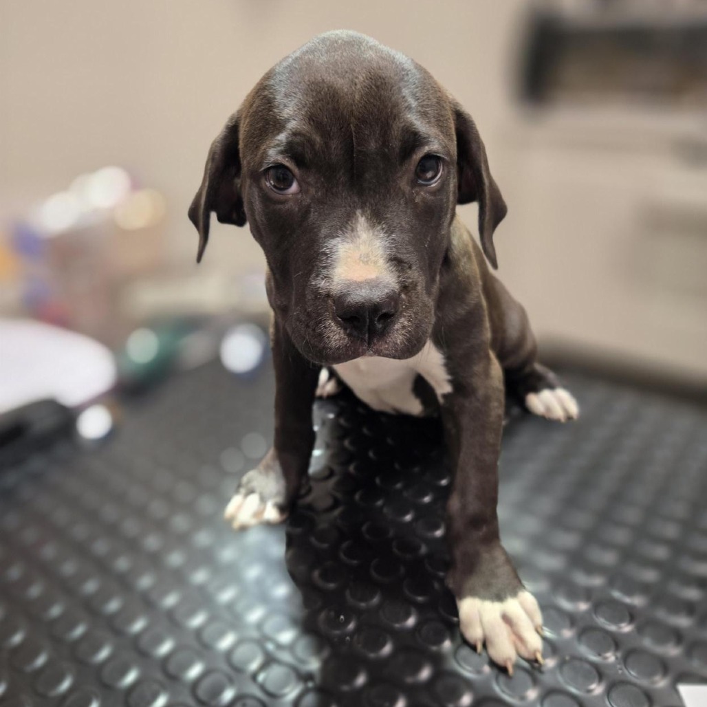CARLY - Mixed Breed (Large) available for adoption