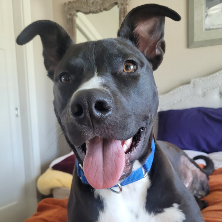 TJ, available for adoption