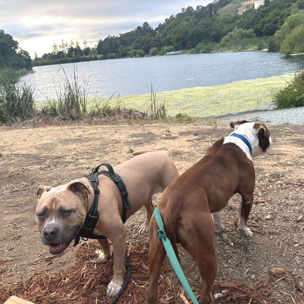 Reverie — thumbnail 4