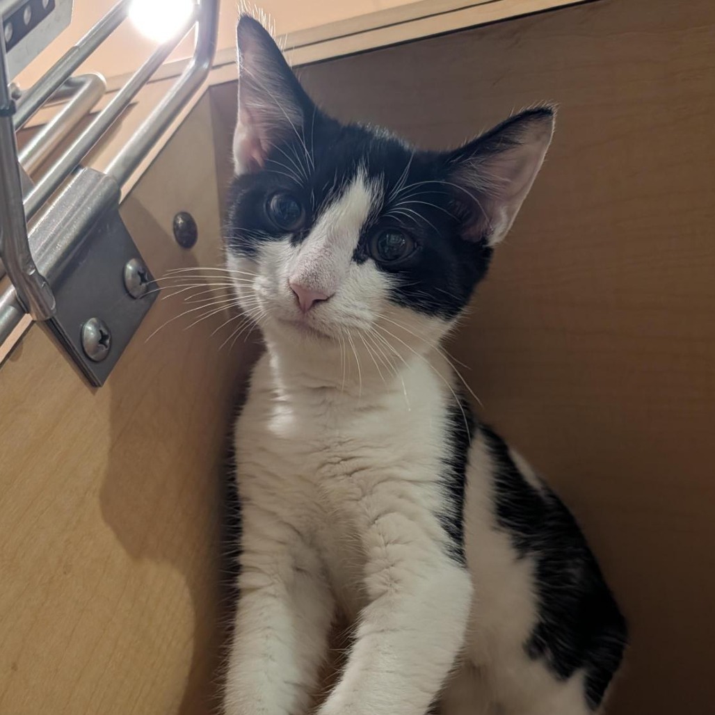 MOO MOO - Domestic Shorthair available for adoption